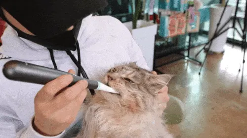 ゴロゴロ音とキャットニップ配合で猫が嫌がらない歯磨き 1日1回 にゃんち習慣 Campfire キャンプファイヤー ゴロゴロ音とキャットニップ配合で猫が嫌がらない歯磨き 1日1回 にゃんち習慣 Campfire キャンプファイヤー