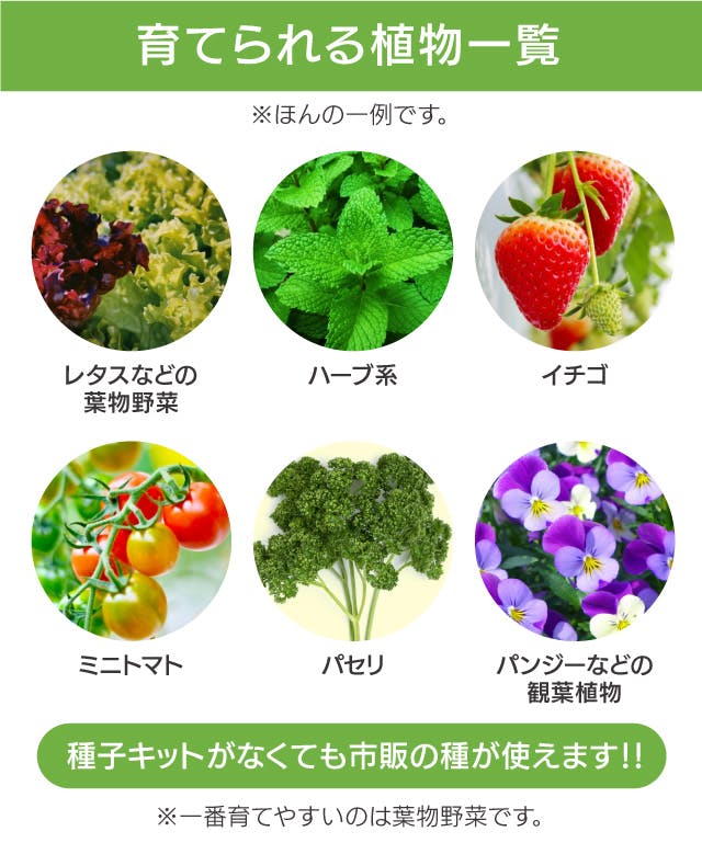 売れ筋介護用品も！ わさび菜の種 野菜の種 家庭菜園 葉菜