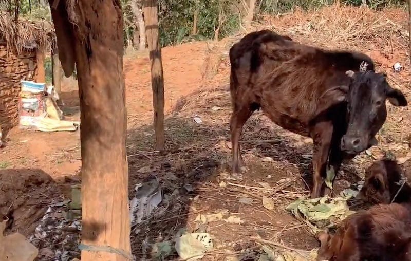 家畜の痩せた水牛の写真