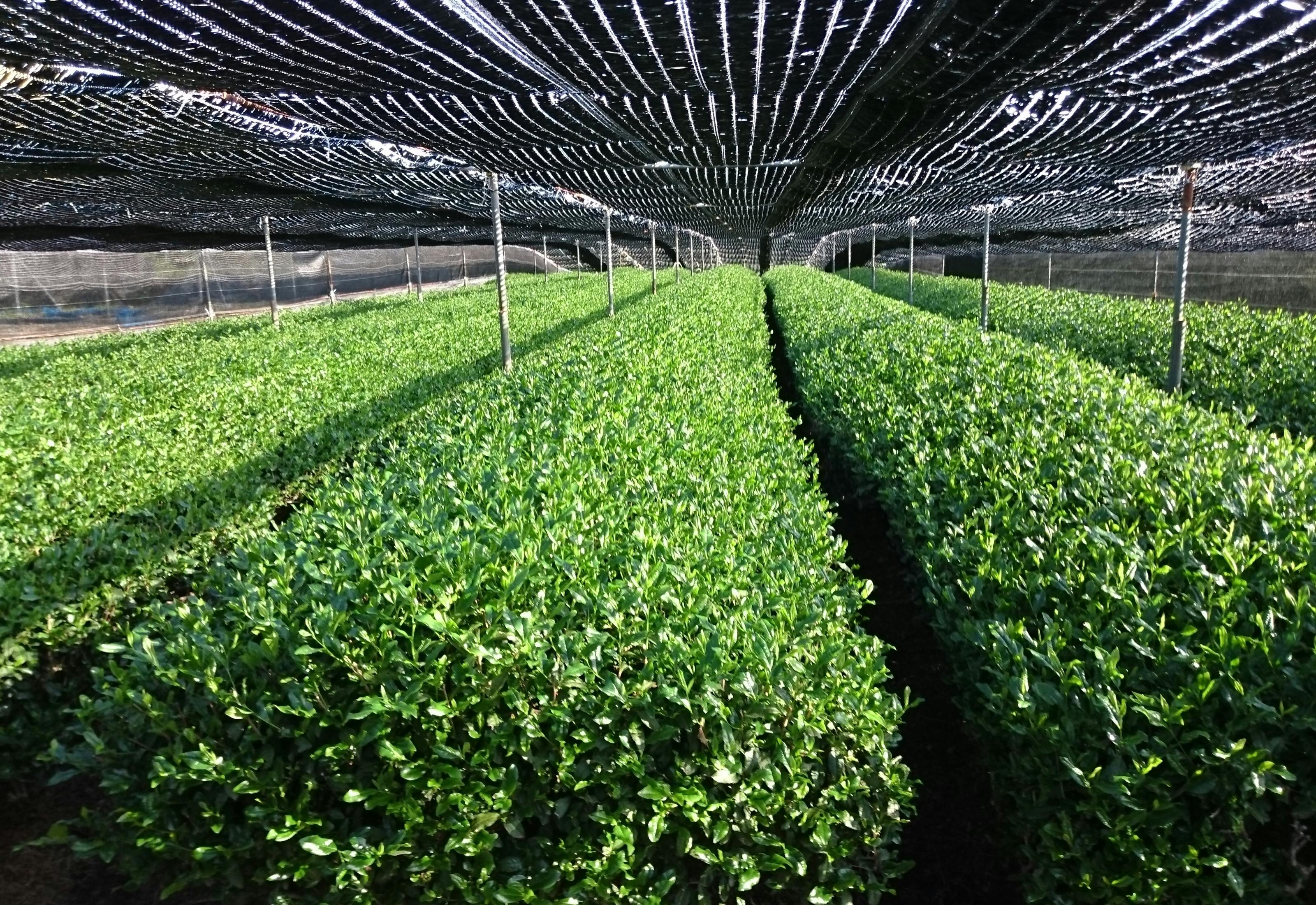 国宝 石清水八幡宮献上の最高級抹茶を使用 抹茶テリーヌ と 抹茶のカクテル Campfire キャンプファイヤー 国宝 石清水八幡宮献上の最高級抹茶を使用 抹茶テリーヌ と 抹茶のカクテル Campfire キャンプファイヤー