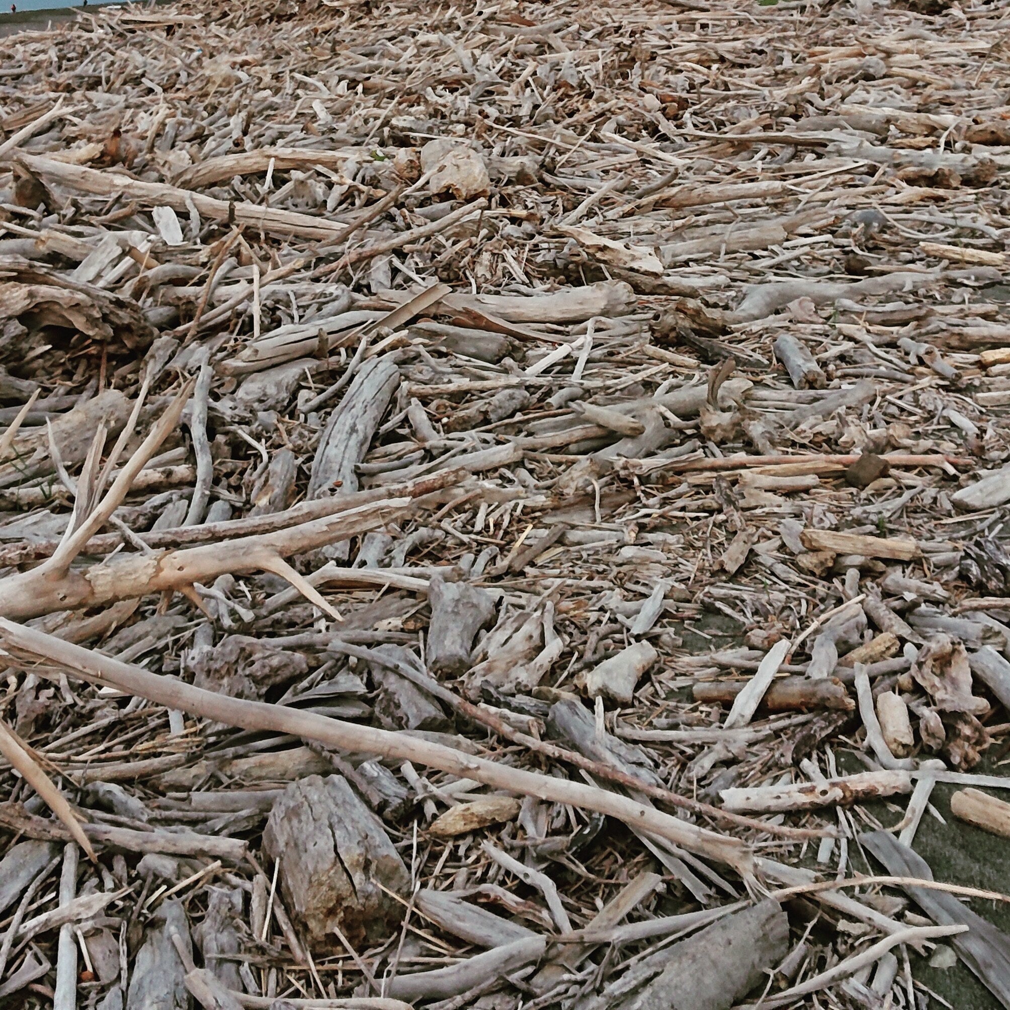 流木をもっと使ってほしい Campfire キャンプファイヤー