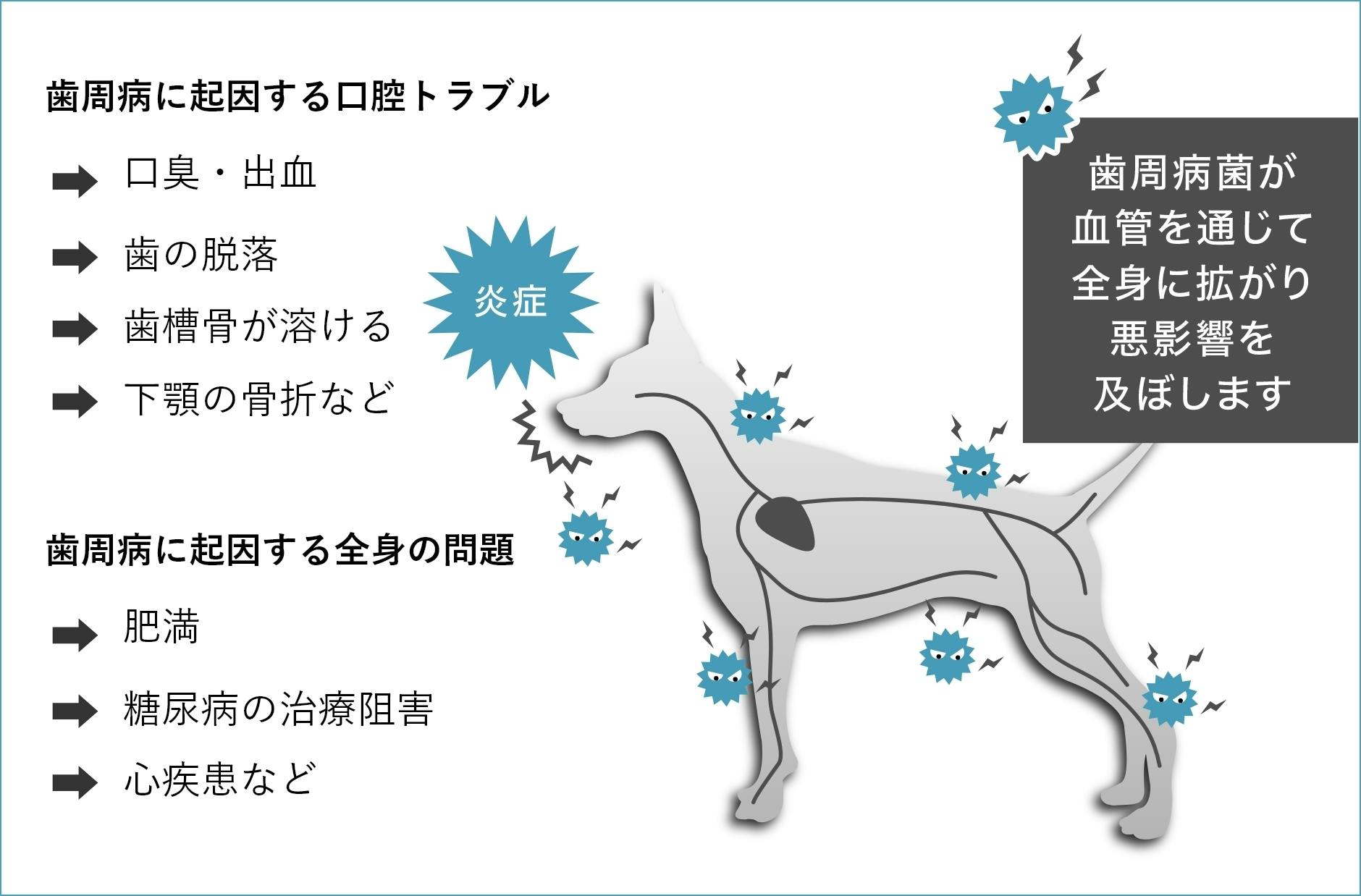 2本※【猫の虫歯歯周病予防】10mlロイテリ菌液タイプ - www.ariel.org.nz
