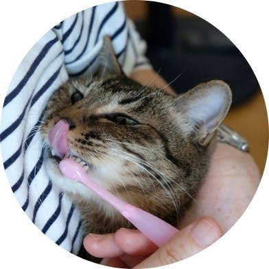 2本※【猫の虫歯歯周病予防】10mlロイテリ菌液タイプ - www.ariel.org.nz