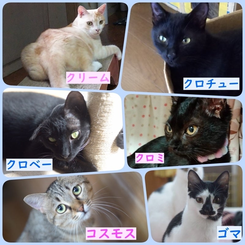猫エイズ陽性