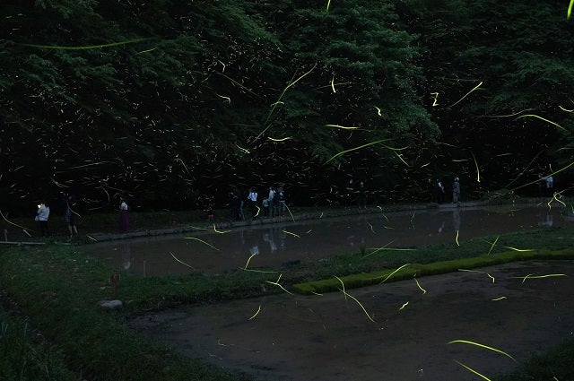 /data/project/829/ホタル観賞会の様子1.jpg