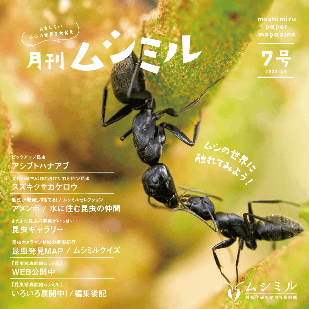 月刊ムシミル-バックナンバー紹介 CAMPFIREコミュニティ