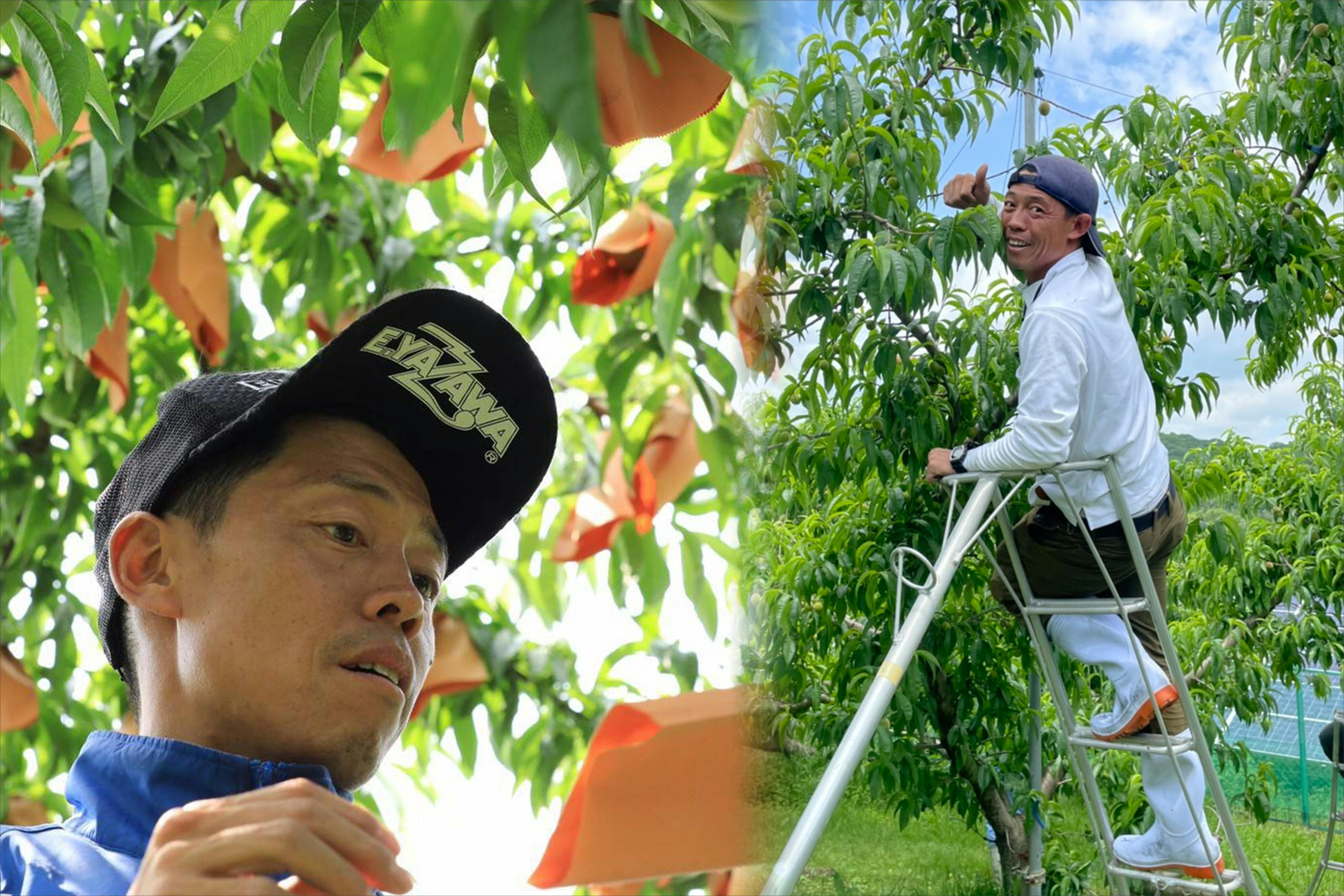 農家はかっこいんだぜ！桃の名産地岡山の桃農家が運営する観光農園を応援してほしい！ CAMPFIRE (キャンプファイヤー)