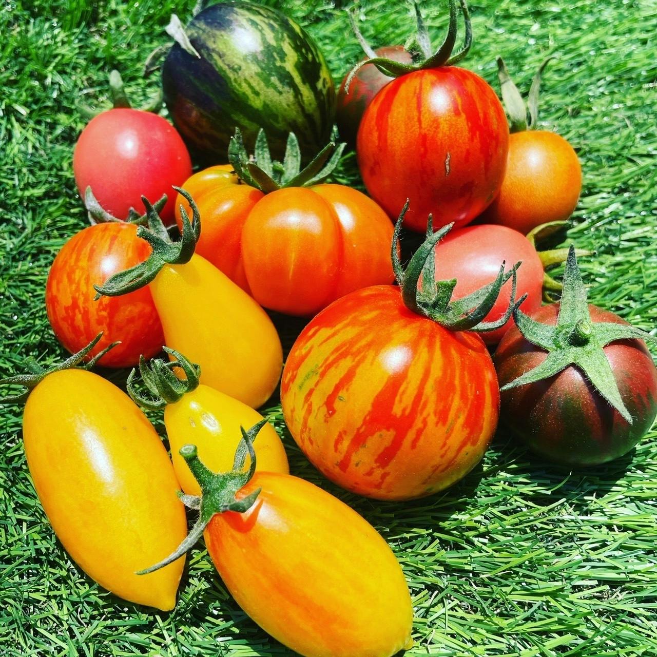 熊本発 トマト専用小説を制作し 規格外品活用のオリジナルスパイスと共にお届け Campfire キャンプファイヤー 熊本発 トマト専用小説を制作し 規格外品活用のオリジナルスパイスと共にお届け Campfire キャンプファイヤー