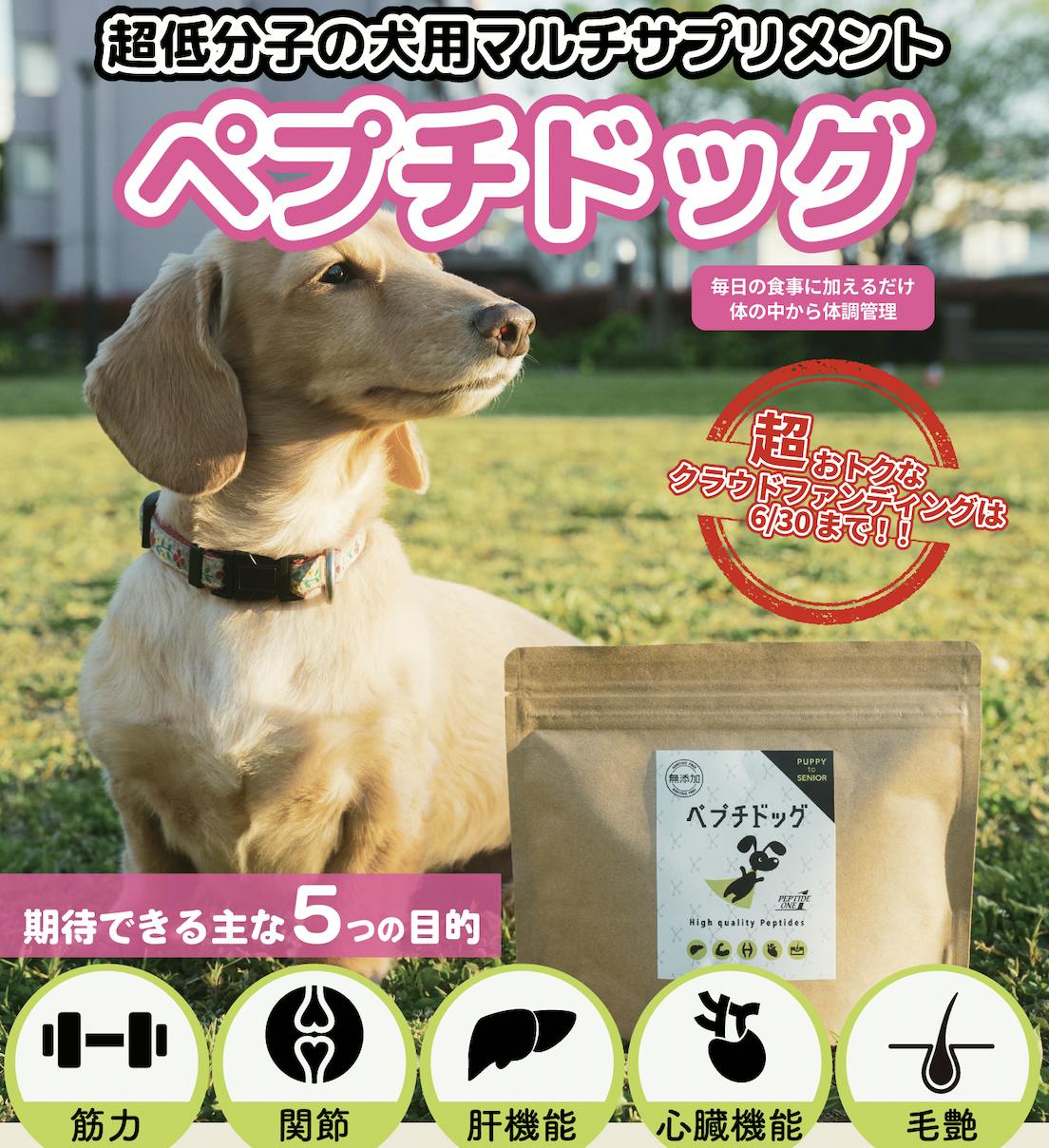 愛犬が驚くほど健康長寿に！】超低分子ペプチドの「ペプチドッグ」を早