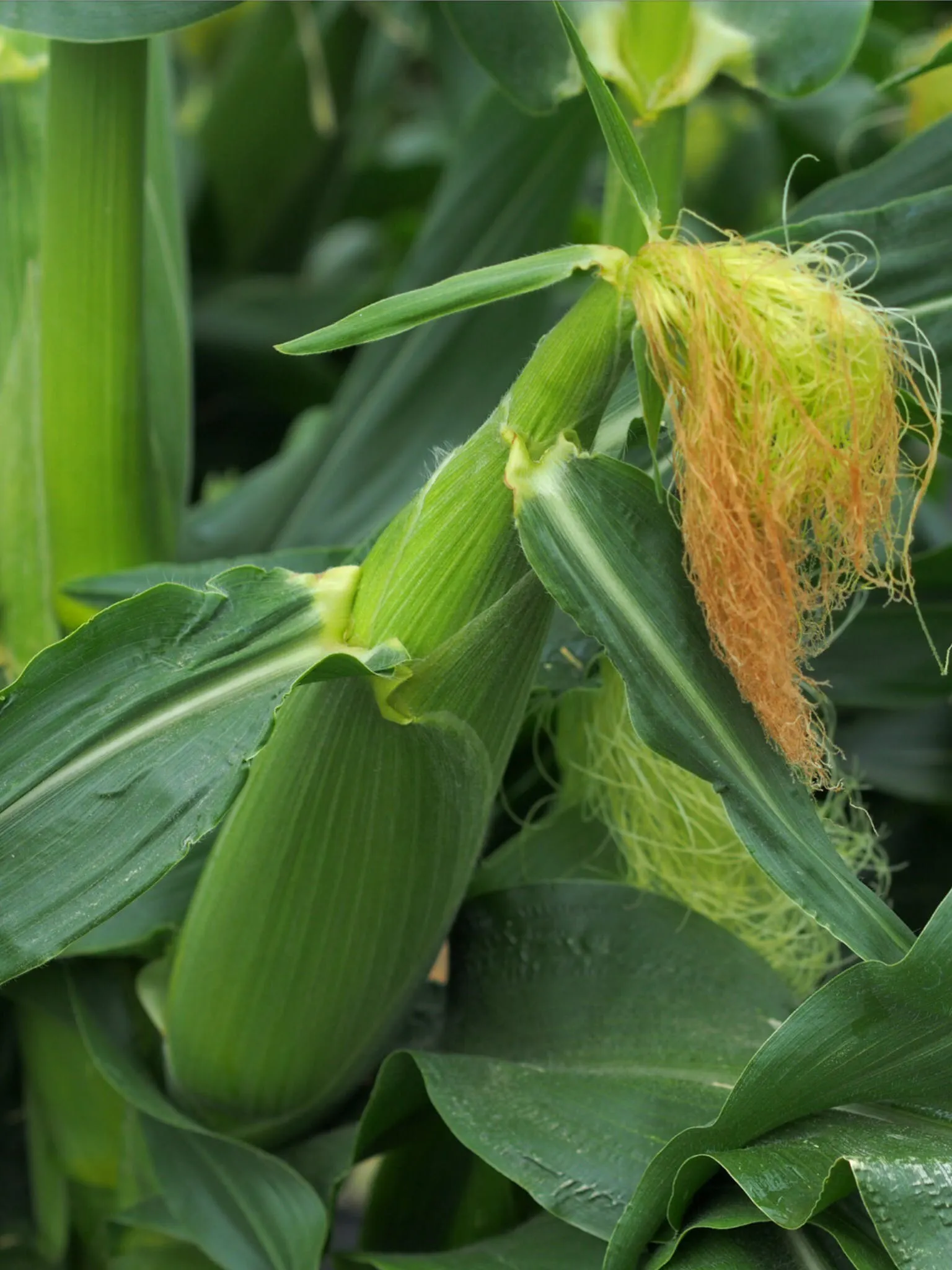 北海道から届けたい 生でも食べられる高糖度有機とうもろこしとオーガニック野菜 Campfire キャンプファイヤー 北海道から届けたい 生でも食べられる高糖度有機とうもろこしとオーガニック野菜 Campfire キャンプファイヤー