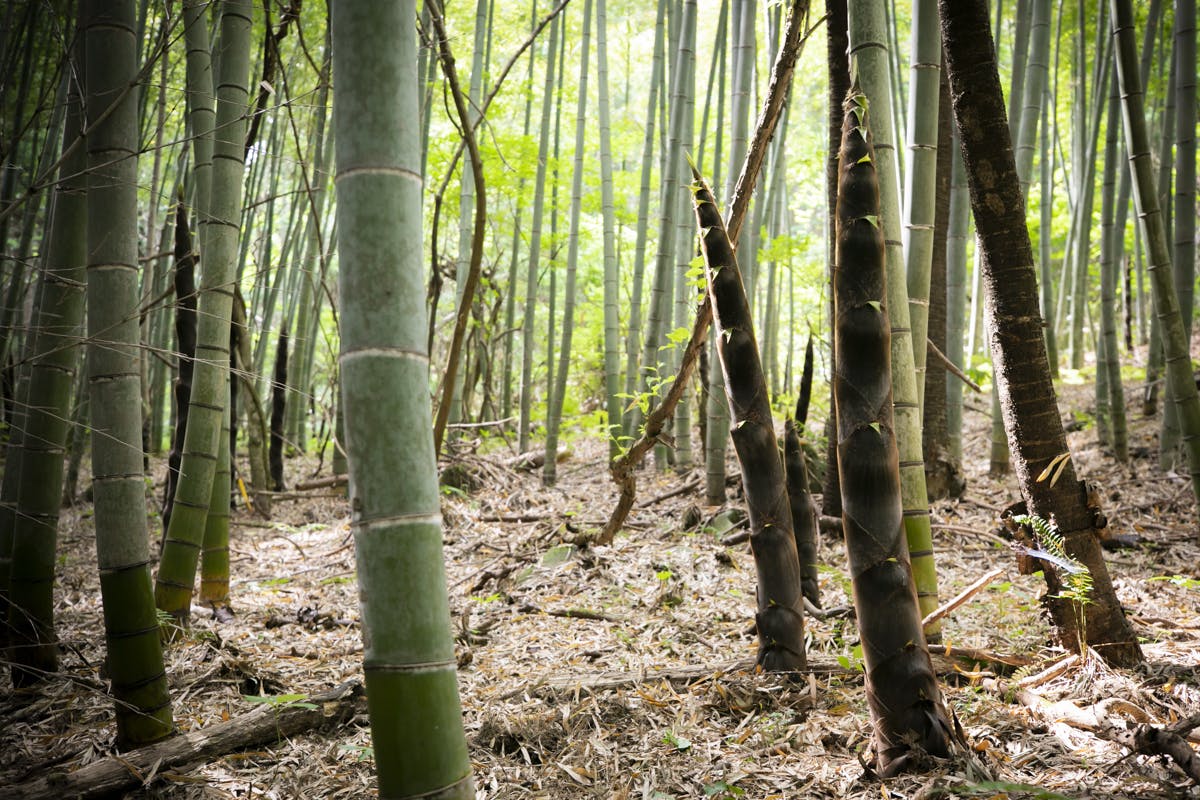 ラーメン大国 山形県産のメンマをつくって放置竹林問題を解消したい Campfire キャンプファイヤー ラーメン大国 山形県産のメンマをつくって放置竹林問題を解消したい Campfire キャンプファイヤー