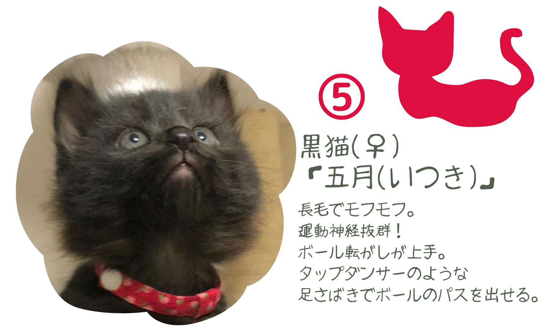 Youtubeチャンネル 五等分の猫嫁 開設 ほっとにゃいとの活動サポーター募集 Campfire キャンプファイヤー Youtubeチャンネル 五等分の猫嫁 開設 ほっとにゃいとの活動サポーター募集 Campfire キャンプファイヤー