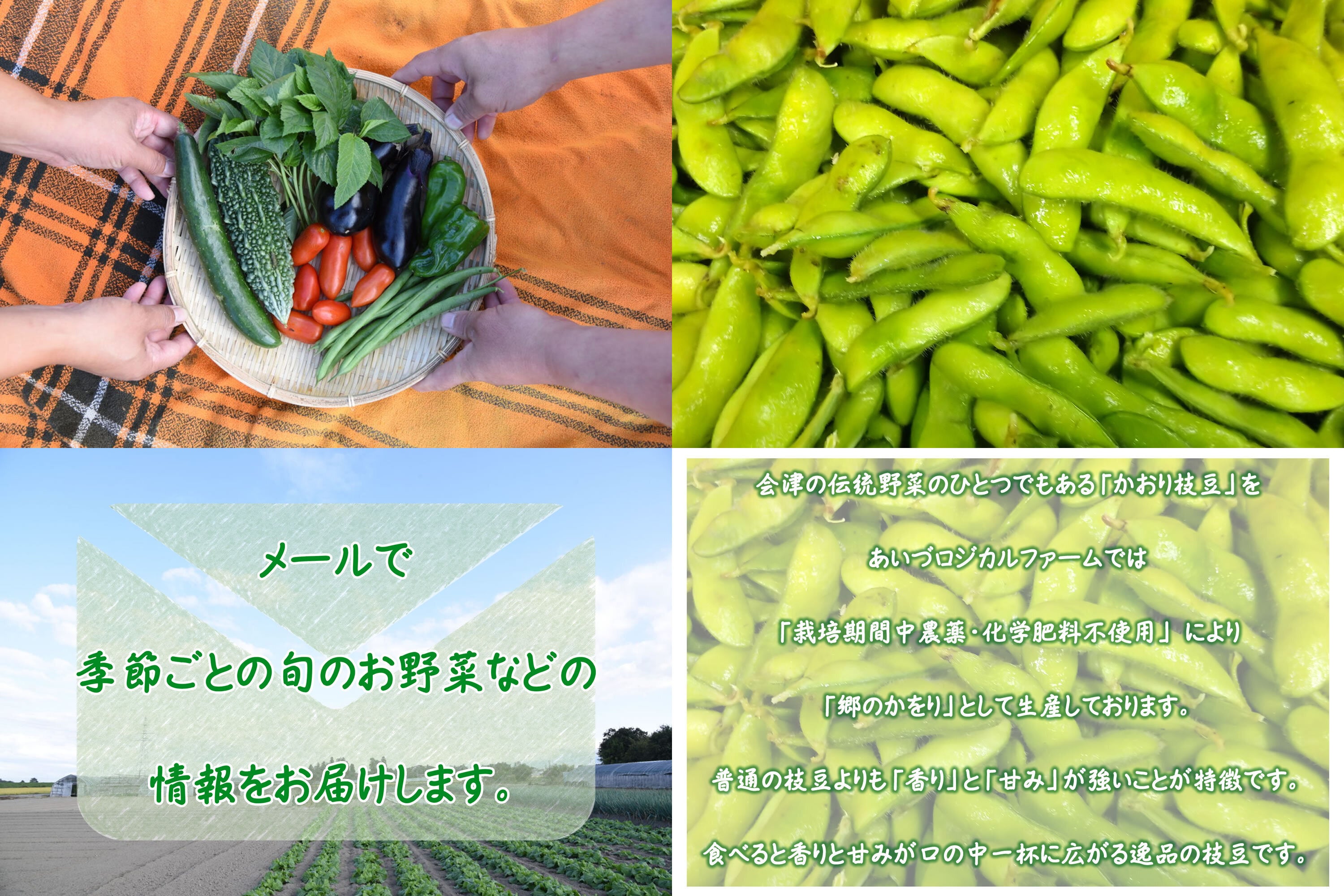 栽培期間中農薬・化学肥料不使用」の畑で育った野菜達を皆様に食べて