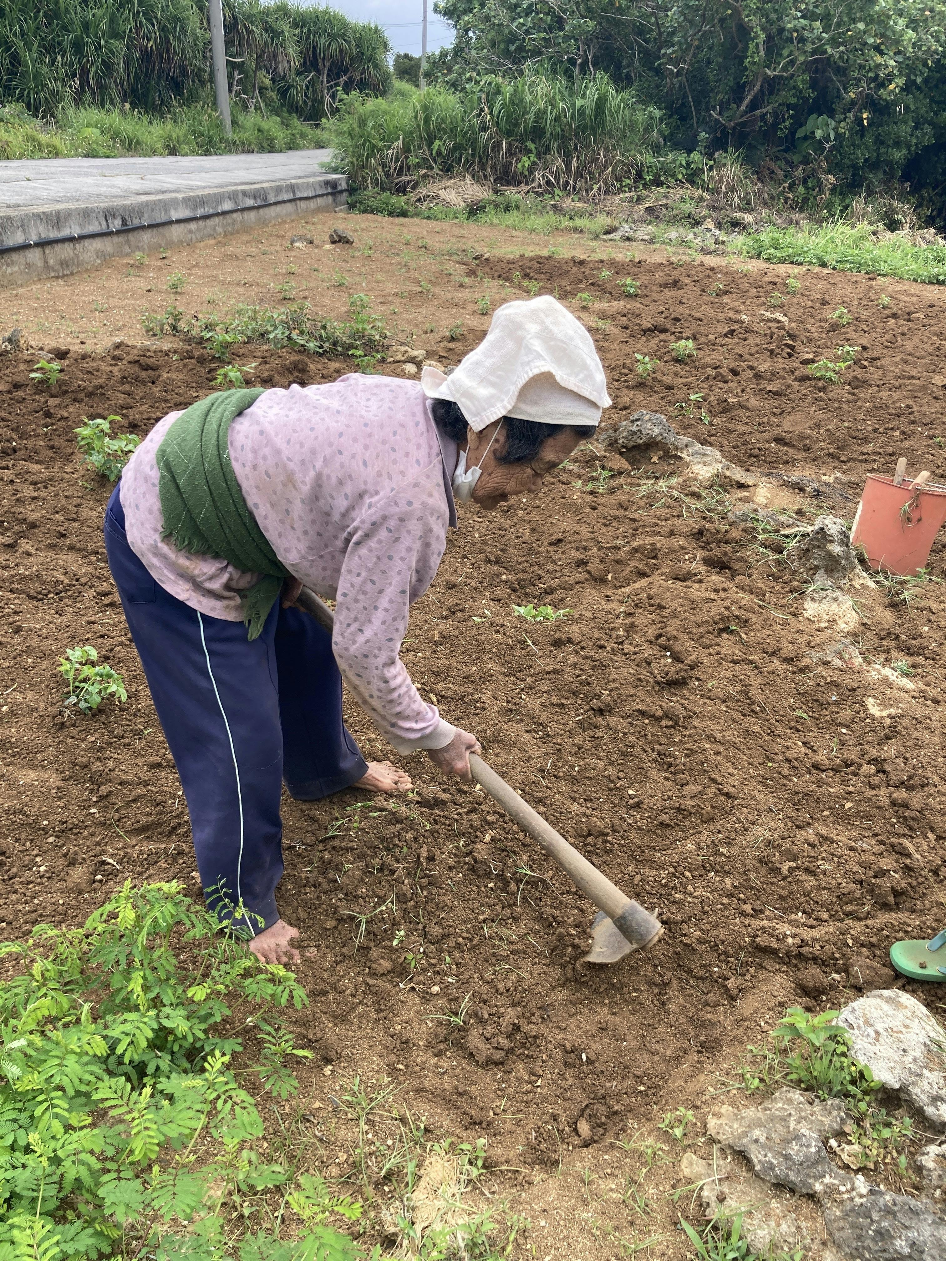 一人暮らしで、毎日畑に通う。