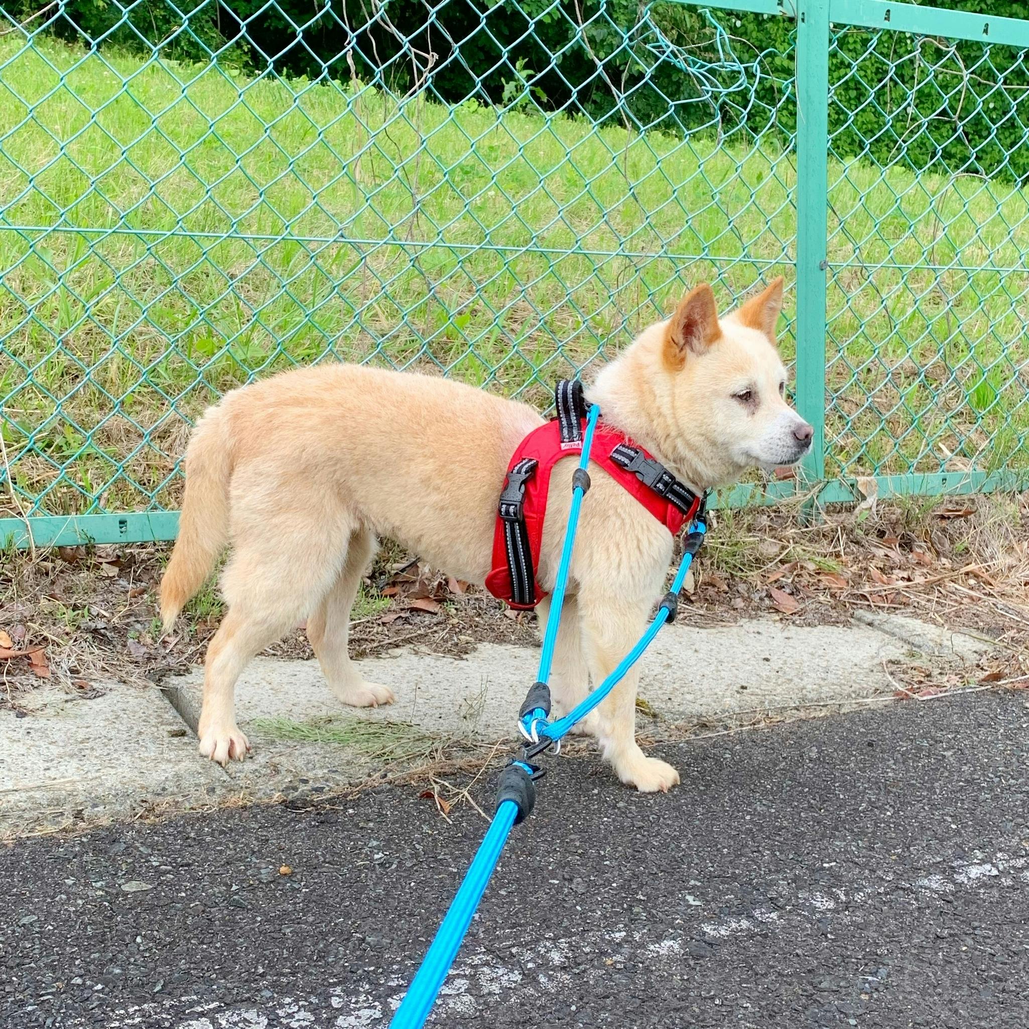 飼い主に捨てられてしまった老犬 性格は花丸 Campfire キャンプファイヤー