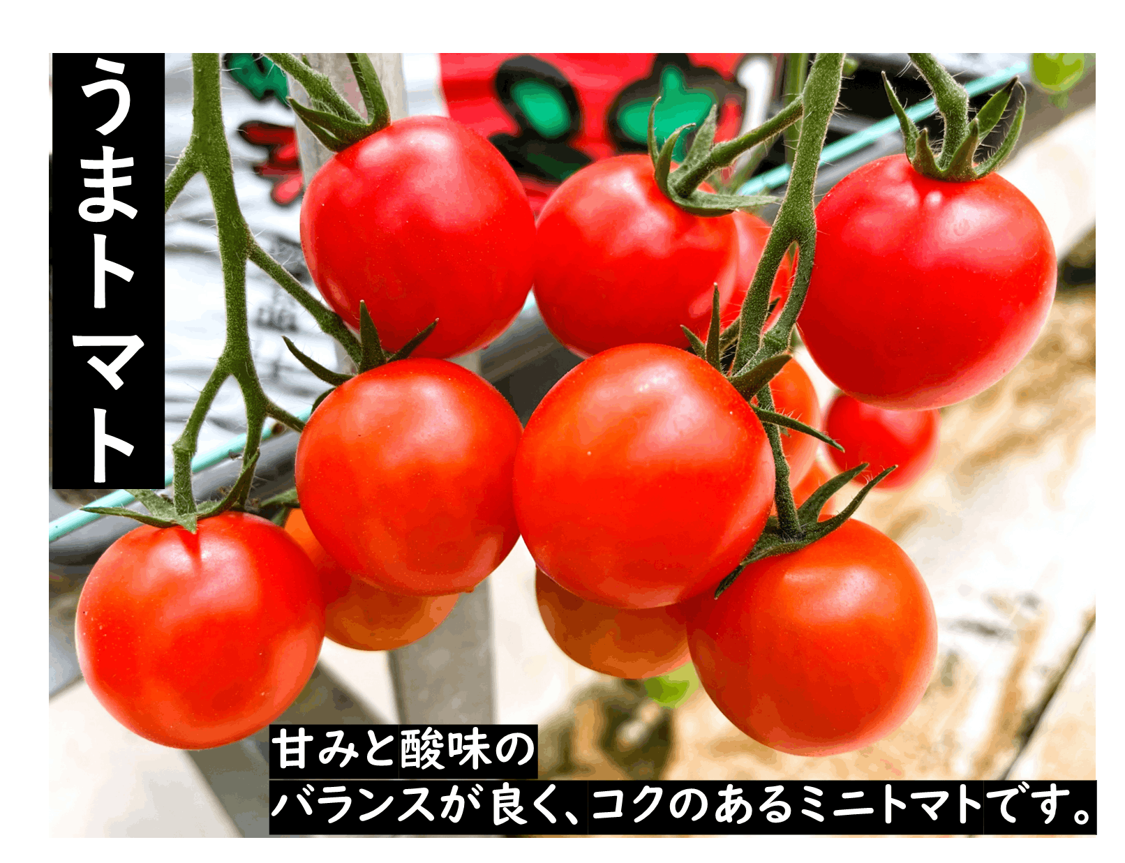 トマト様専用 - メンテナンス