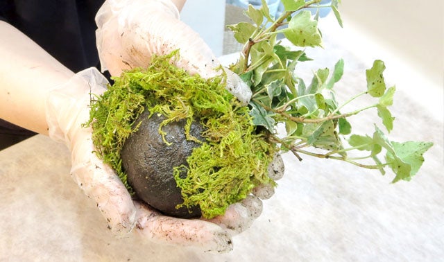 Sns映えで話題 簡単おしゃれなグリーンインテリア 作って育てる苔玉の魅力 Campfire キャンプファイヤー Sns映えで話題 簡単おしゃれなグリーンインテリア 作って育てる苔玉の魅力 Campfire キャンプファイヤー