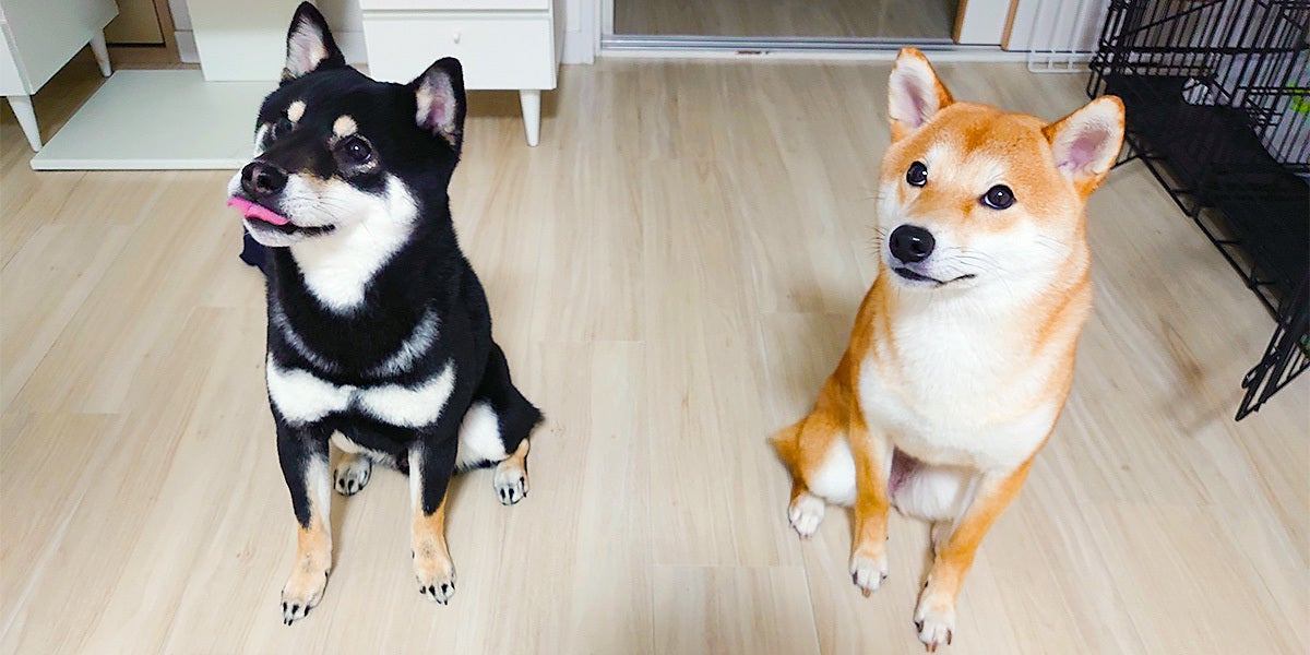ごはんを待つシバ犬