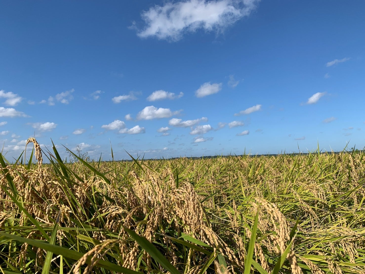 実際の田んぼの光景