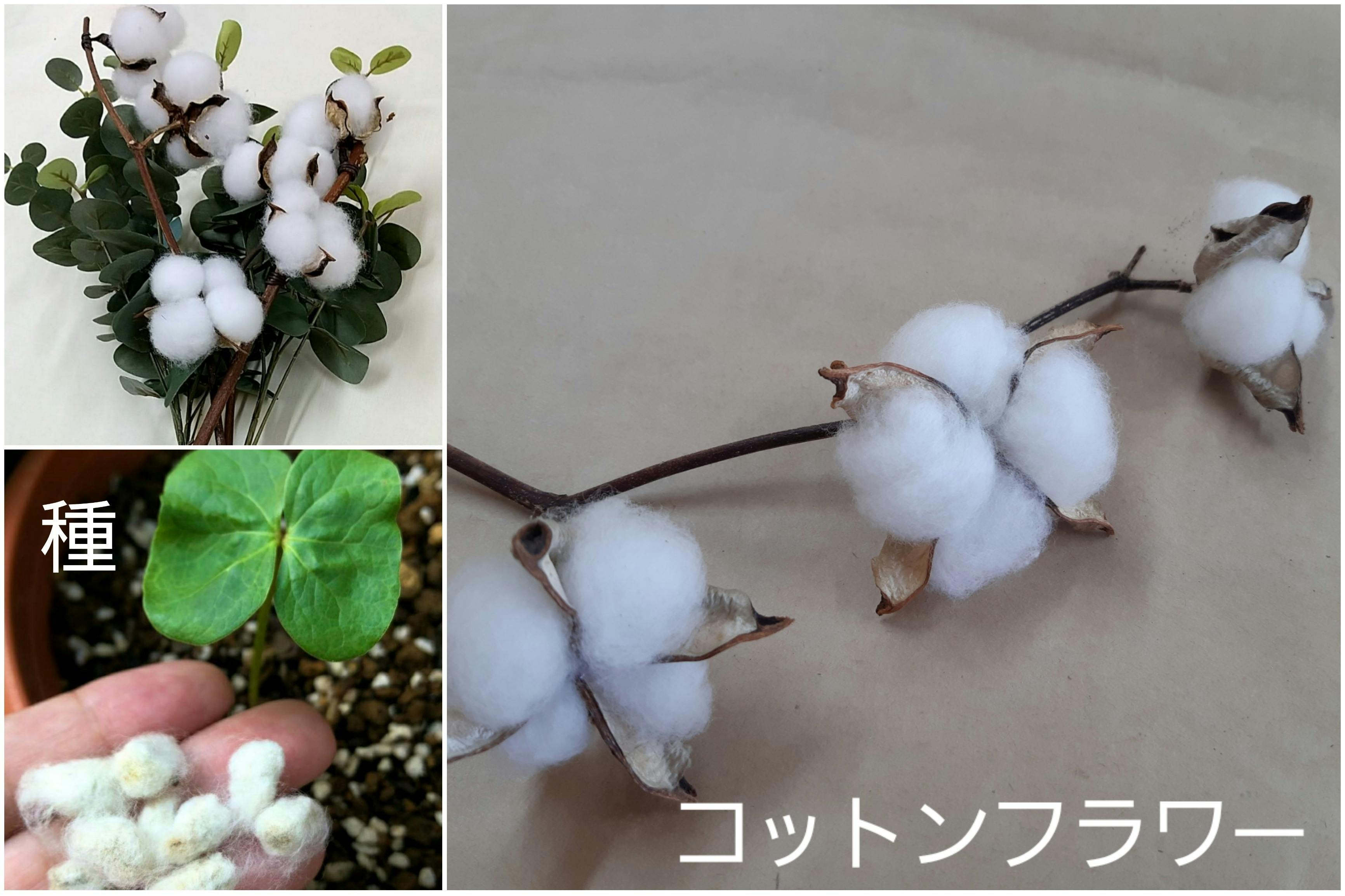 大人の上質 綿花 コットンフラワーの種 3種セット