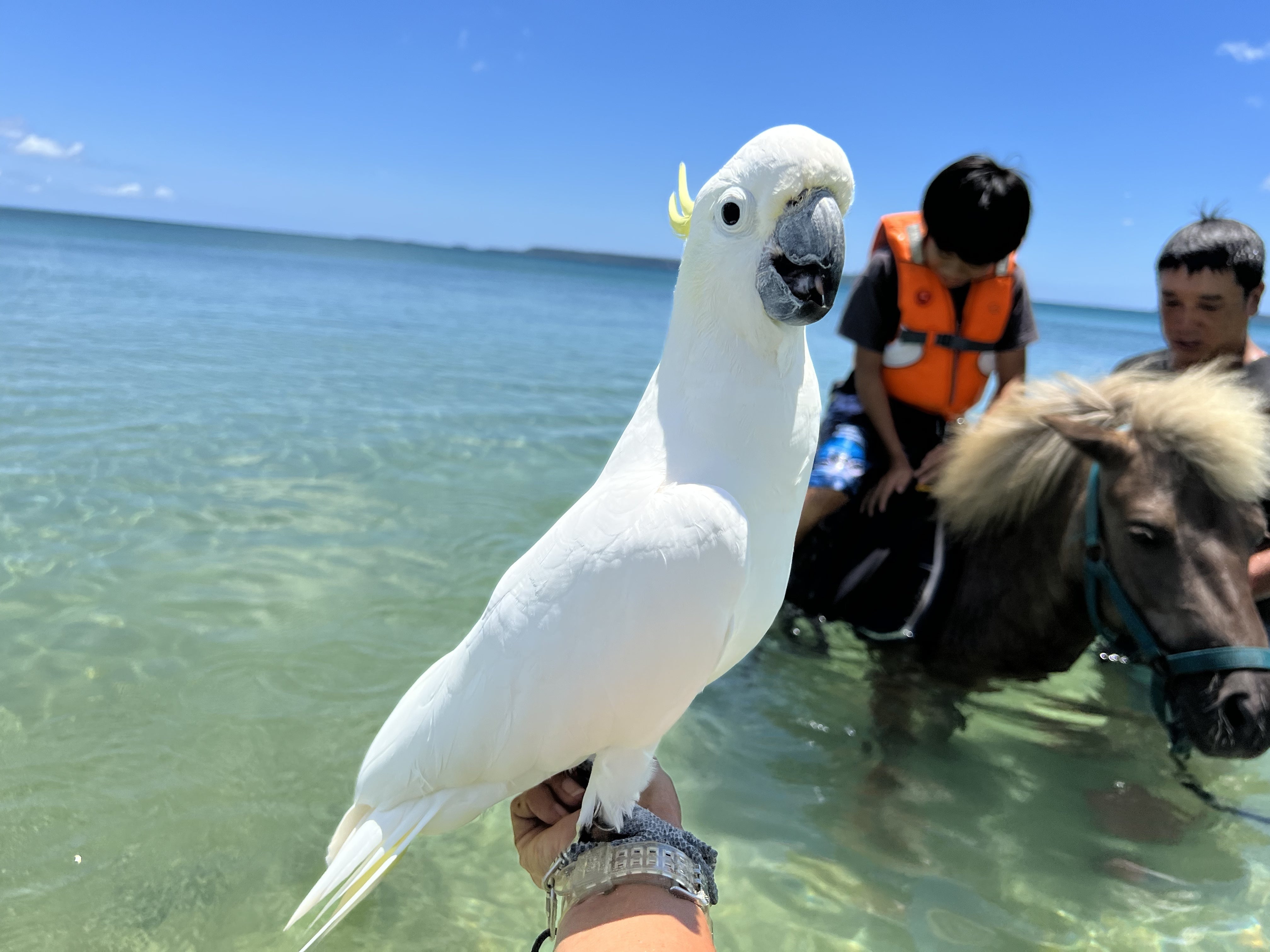 海ウマ体験 CAMPFIREコミュニティ