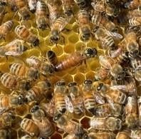 屋外のオブジェ, 巣蜜, 巣, ピザ が含まれている画像 
自動的に生成された説明