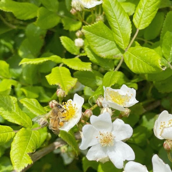 花が咲いている植物 
自動的に生成された説明