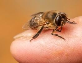 動物, 昆虫, ダニ が含まれている画像
自動的に生成された説明