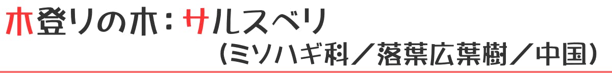 木登りの木：サルスベリ（ミソハギ科／落葉広葉樹／中国）