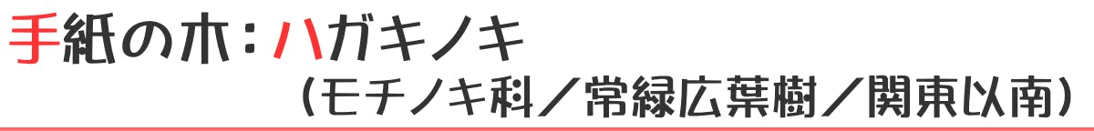 手紙の木：ハガキノキ（モチノキ科／常緑広葉樹／関東以南）