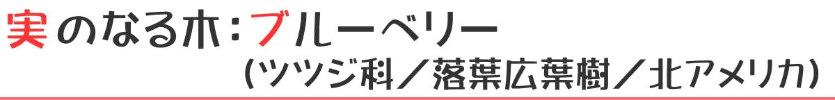 実のなる木：ブルーベリー（ツツジ科／落葉広葉樹／北アメリカ）