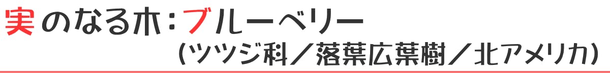 実のなる木:ブルーベリー(ツツジ科/落葉広葉樹/北アメリカ)