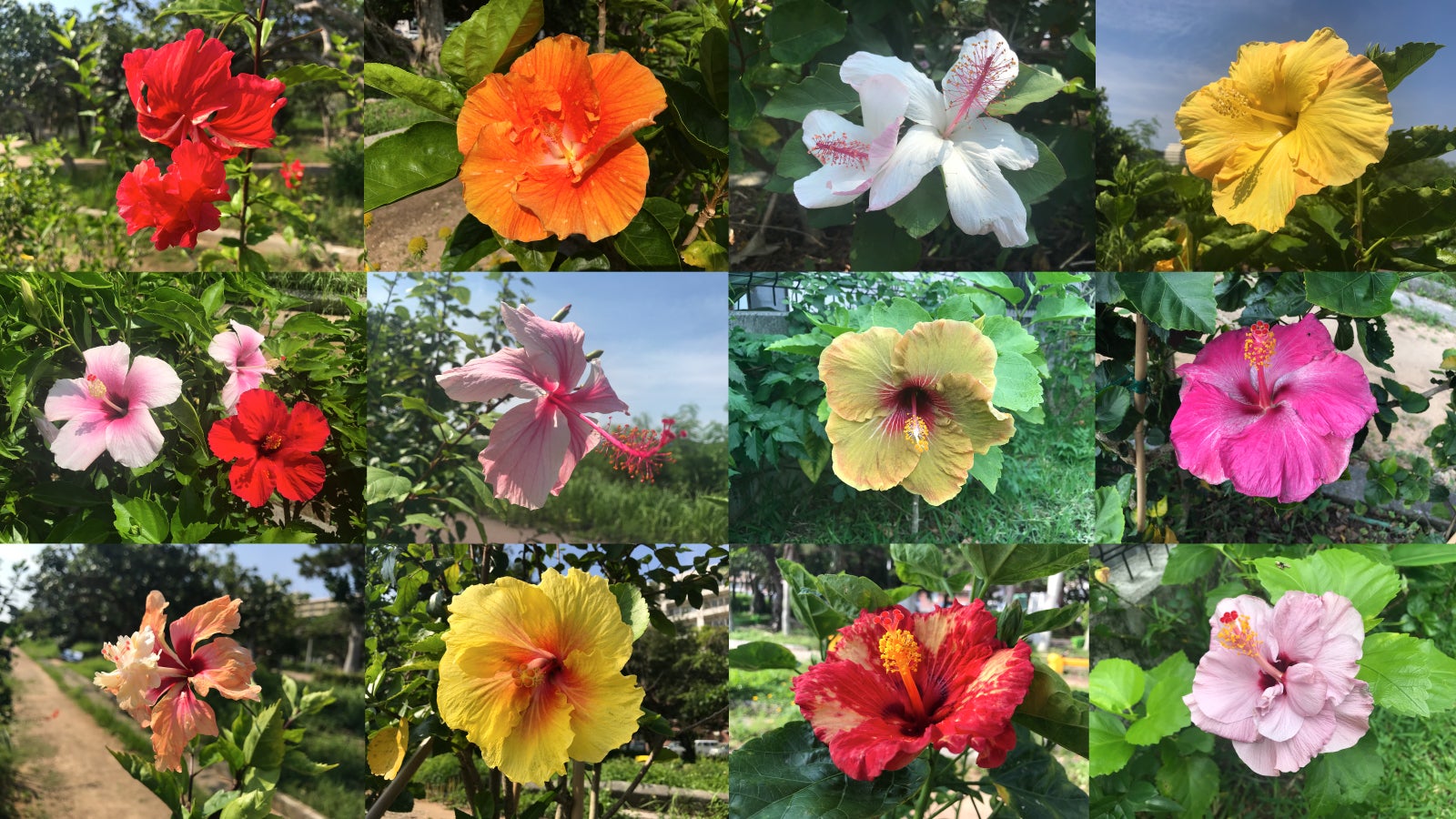 支援金1,000円で沖縄産の可愛らしく咲くハイビスカスの写真をランダムに3枚プレゼント!