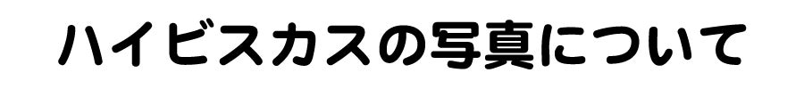 追加リターンのハイビスカスの写真について