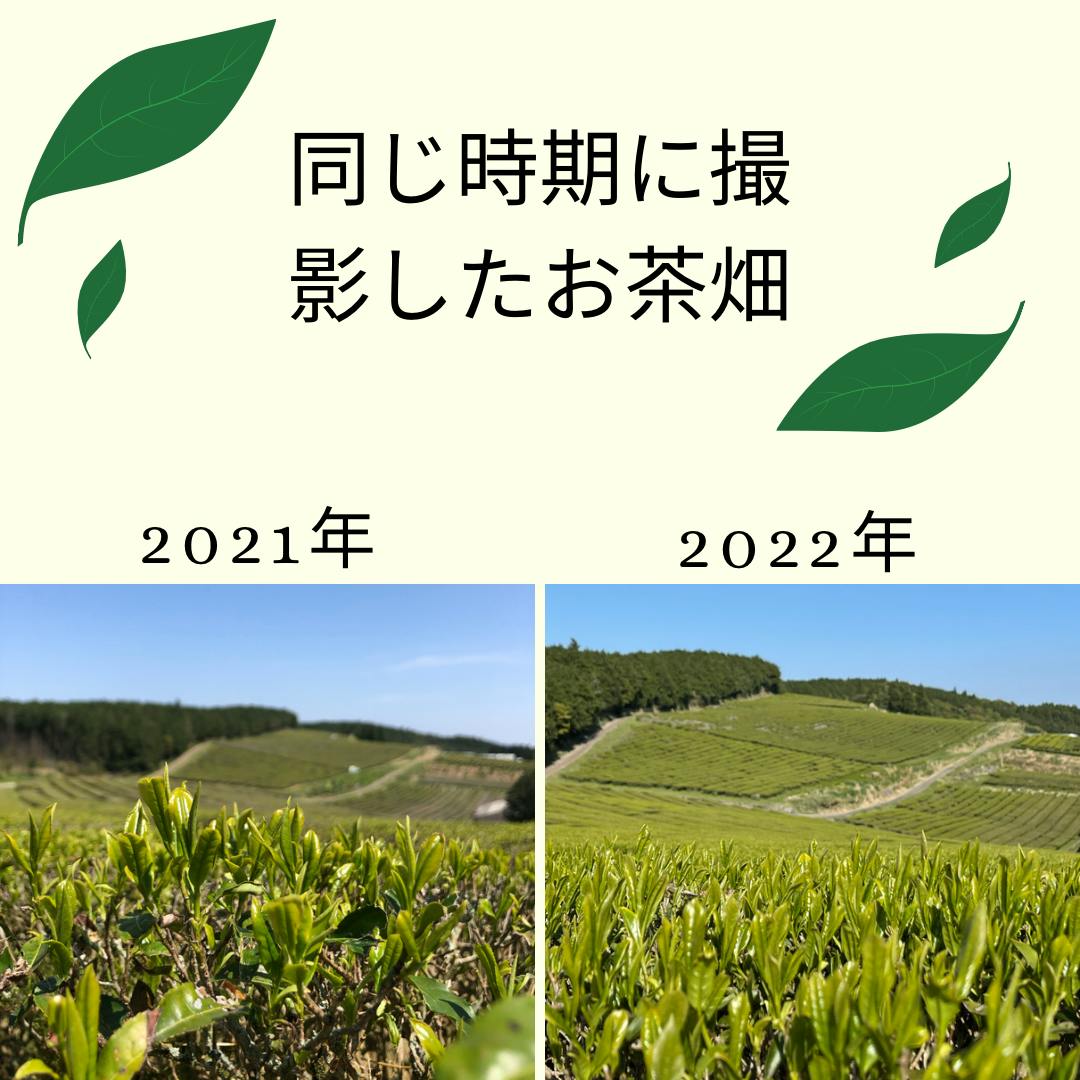 無農薬・無肥料の自然栽培の【緑茶】【和紅茶】を飲んで応援してほしい! - CAMPFIRE (キャンプファイヤー)