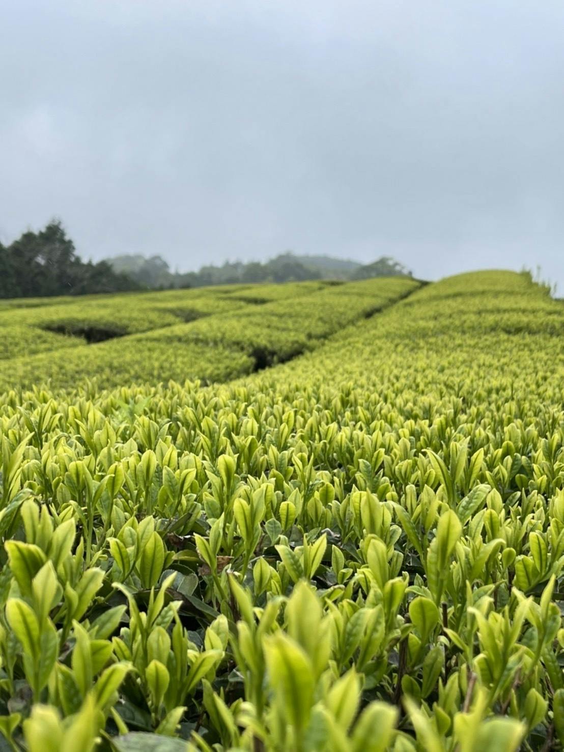 無農薬・無肥料の自然栽培の【緑茶】【和紅茶】を飲んで応援してほしい