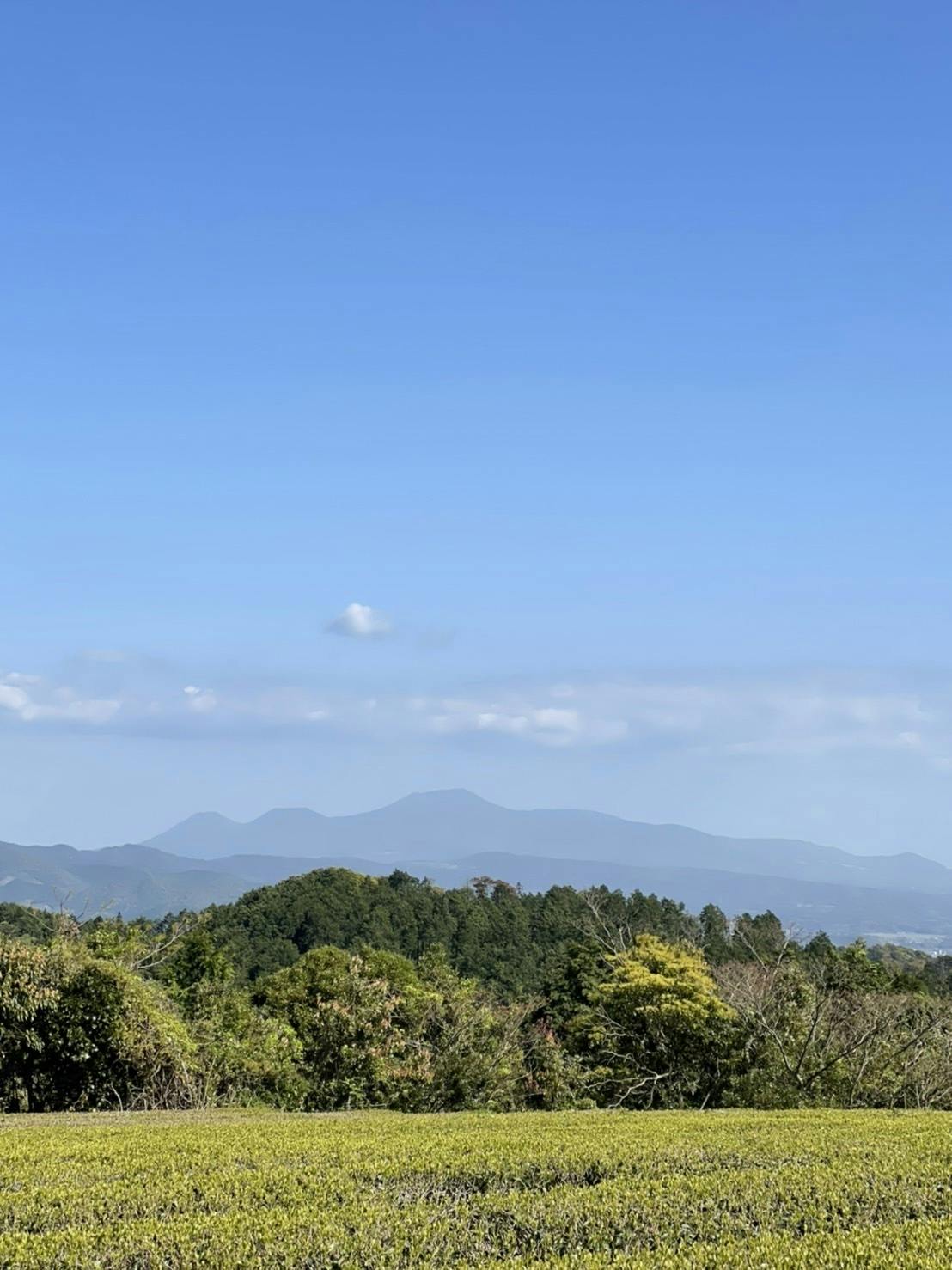 無農薬・無肥料の自然栽培の【緑茶】【和紅茶】を飲んで応援してほしい! - CAMPFIRE (キャンプファイヤー)