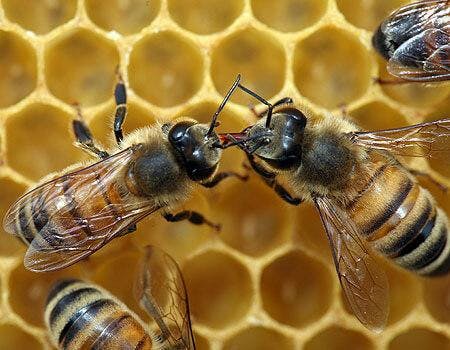 ミツバチ（４）｜おおきくなあれ｜大日本図書