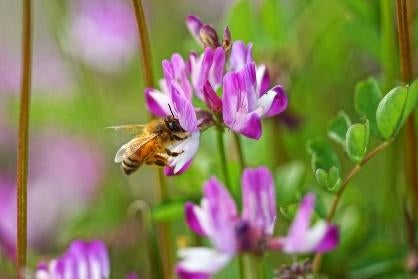 キミに夢中 | 動物 ＞ 虫・昆虫 | GANREF
