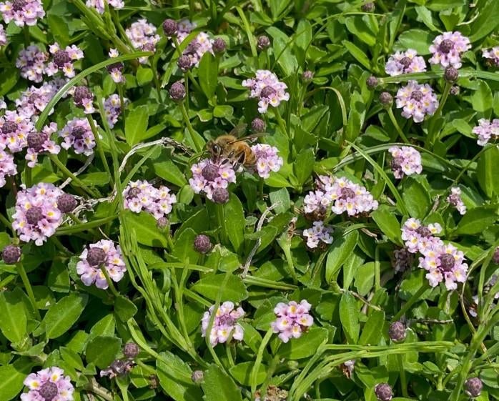 紫の花が咲いている
自動的に生成された説明