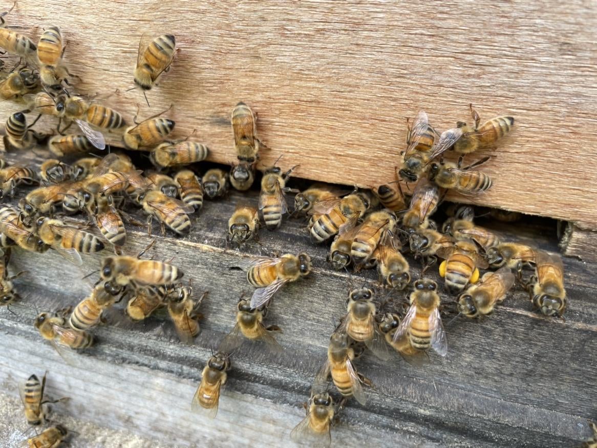 屋外のオブジェ, 鳥, 小さい, 座る が含まれている画像
自動的に生成された説明