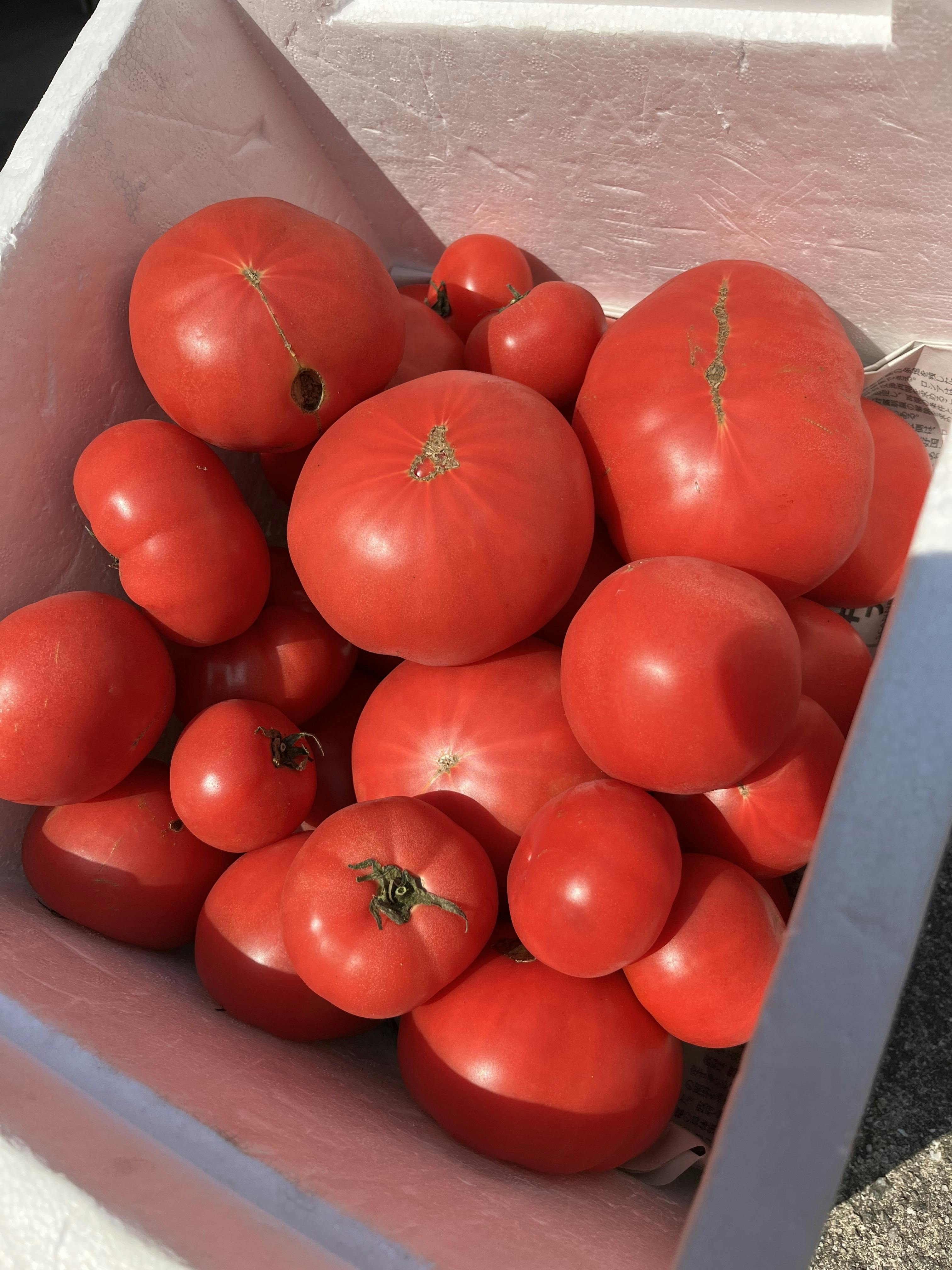 規格外トマト