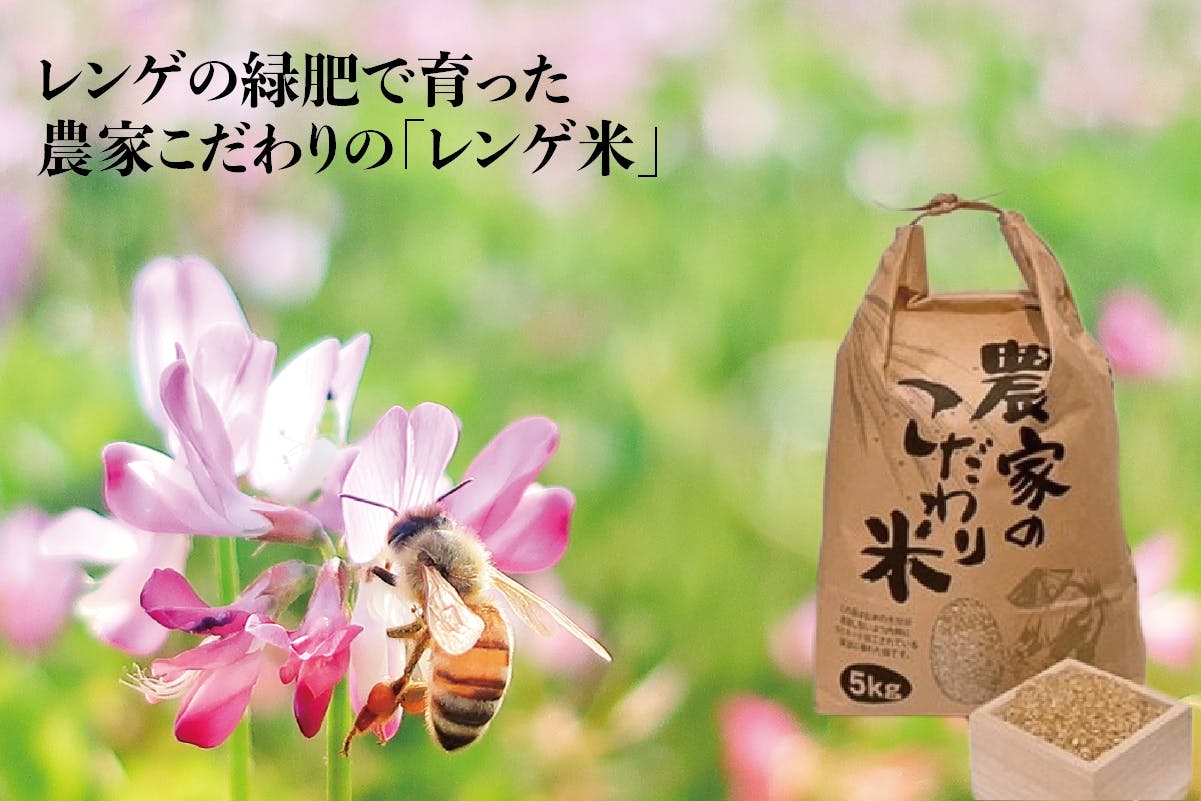 日本蜜蜂 日本ミツバチ 二ホンミツバチ 日本みつばち 日本ミツバチ研究 