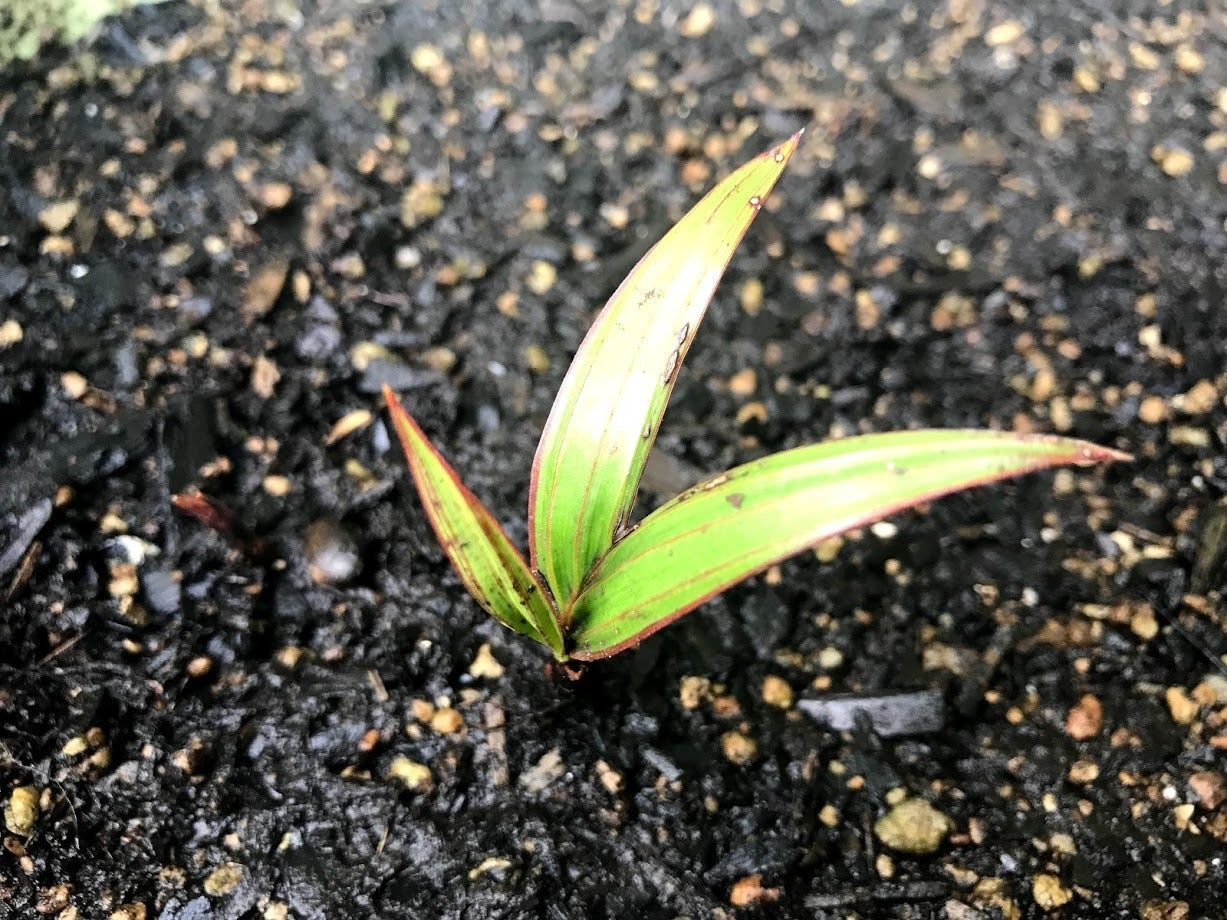 トックリヤシの種が発芽