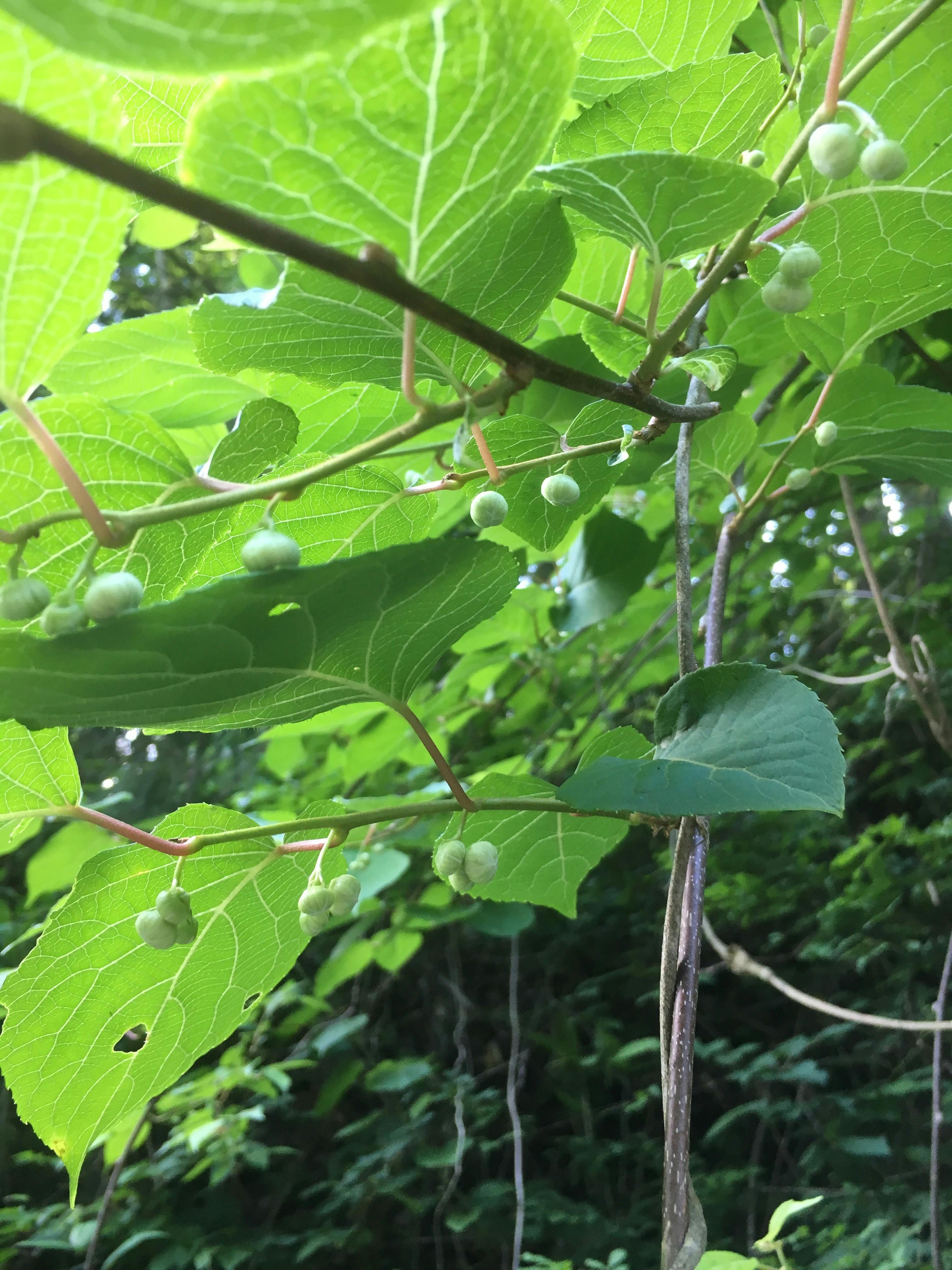 赤のスワッグ（幸せを呼び込む植物ばかりのスワッグ）-