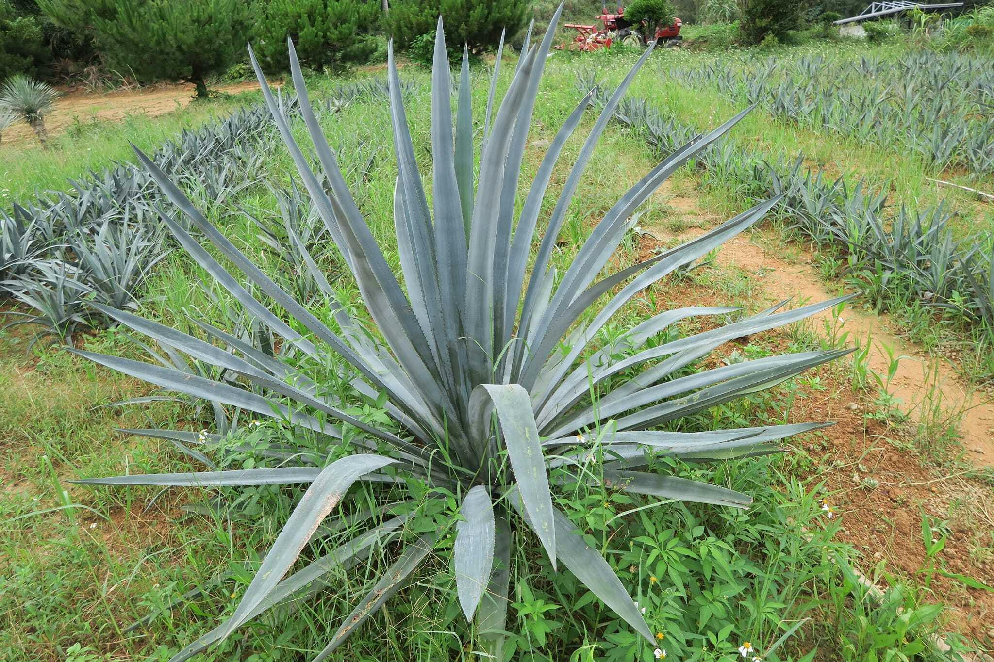 アガベ テキラーナ 8号 80cm 【公式通販】