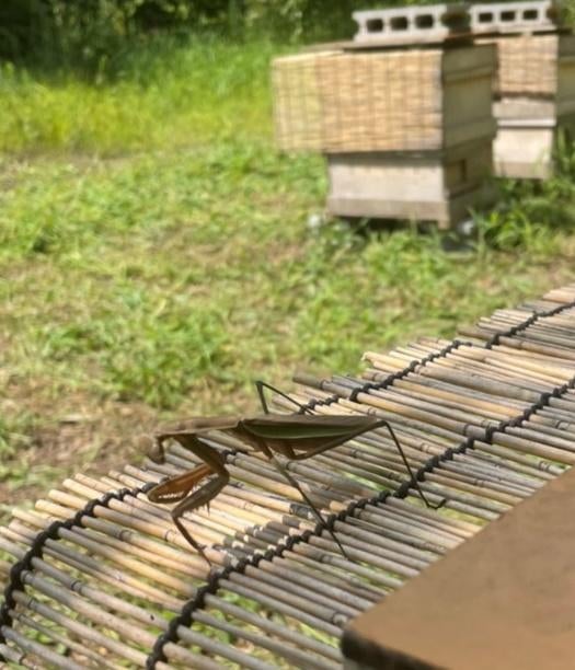 草, 屋外, ベンチ, 座る が含まれている画像 
自動的に生成された説明