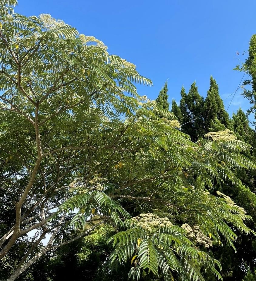 森の中の木 
自動的に生成された説明