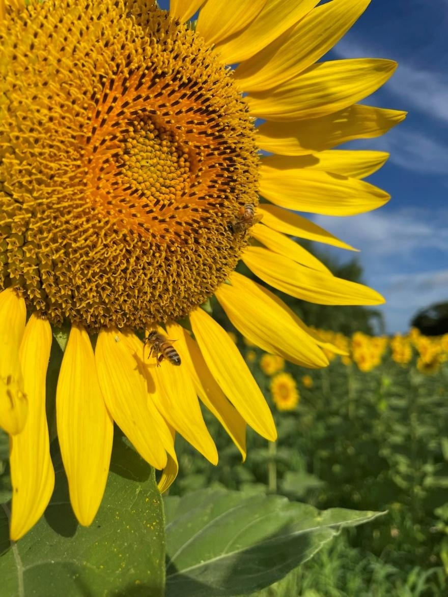 ひまわりの花 
自動的に生成された説明