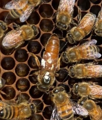 屋外のオブジェ, 巣蜜, 巣, 食品 が含まれている画像 
自動的に生成された説明